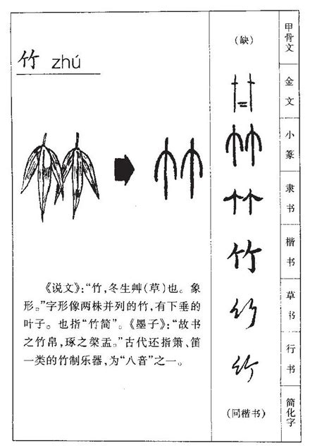 竹 五行|竹字五行